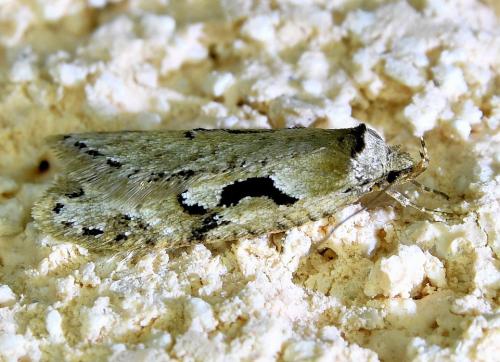 Réf. 335 305 : Semioscopis steinkellneriana